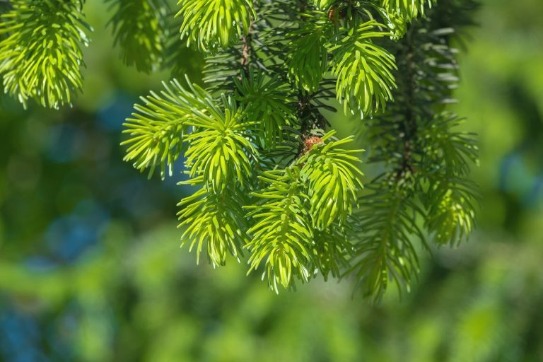 Trees can’t outrun climate change. Should humans give them a lift?