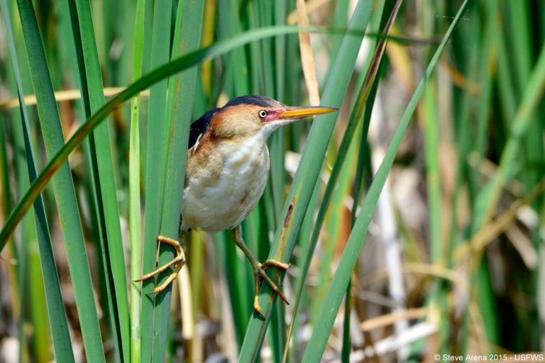 Study tracks waterbird use of Chicago-area wetlands