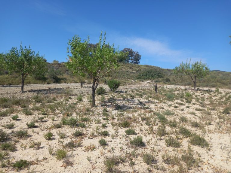 Thyme among almond trees mitigates climate change and increases the land’s production