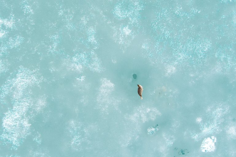 Using eyes in the sky to locate seals in a rapidly changing Arctic