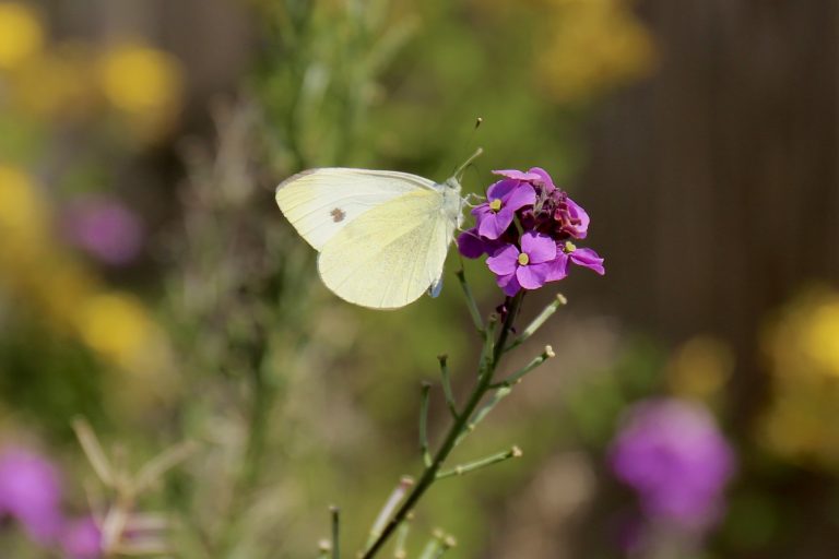 Warmer Earth could see smaller butterflies that struggle to fly, affecting food systems