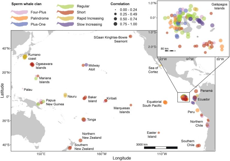 Whale clans use vocalizations to mark their culture