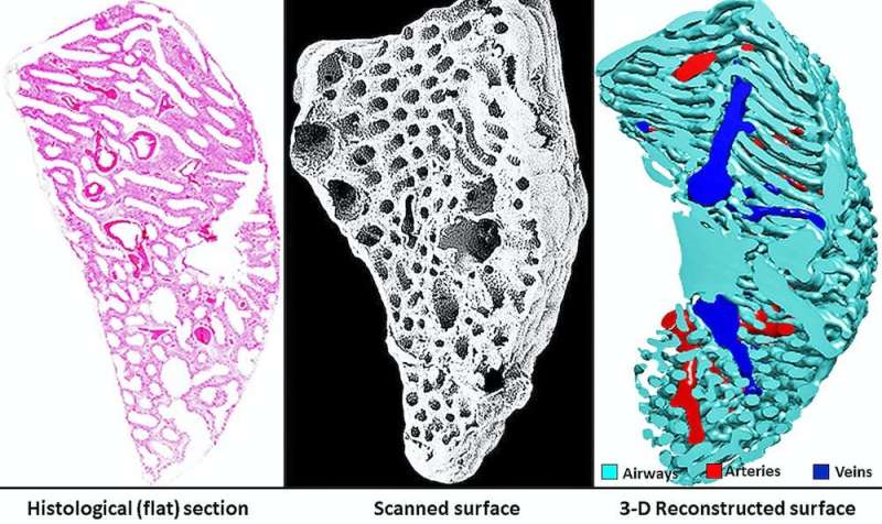 3-D techniques shed light on what makes a bird’s lungs so efficient