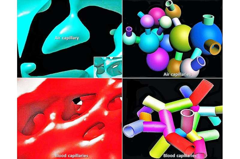 3-D techniques shed light on what makes a bird’s lungs so efficient