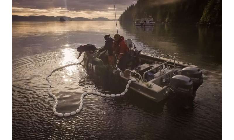 Food quality might be key for juvenile sockeye salmon growth and survival