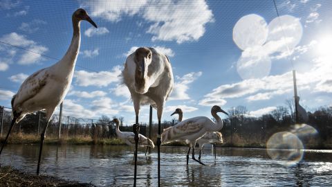 Whooping cranes birds us