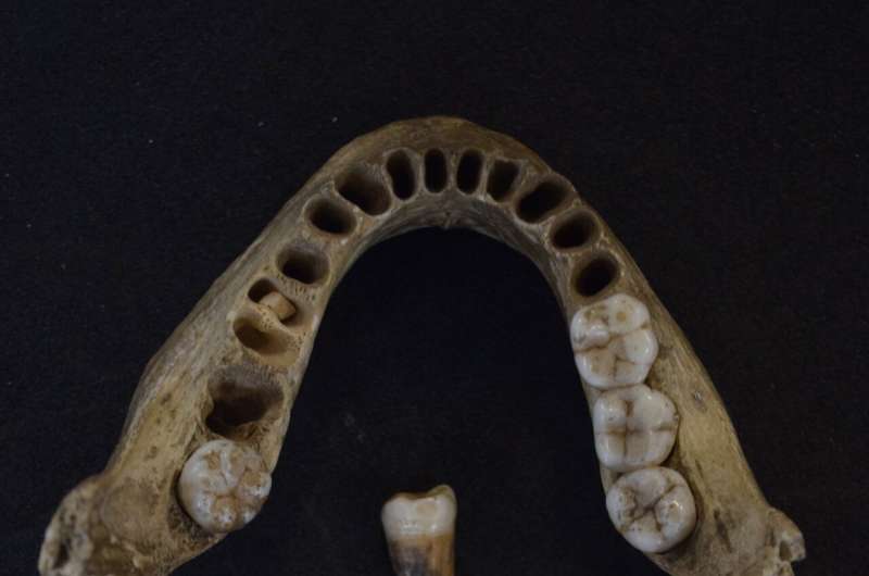 UK's oldest human DNA obtained, revealing two distinct Palaeolithic populations