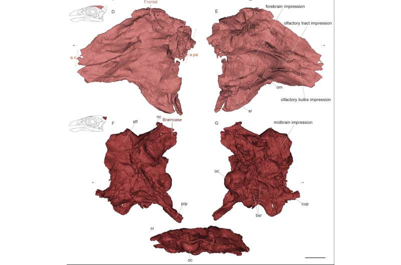 Fossil bird's skull reconstruction reveals a brain made for smelling and eyes made for daylight