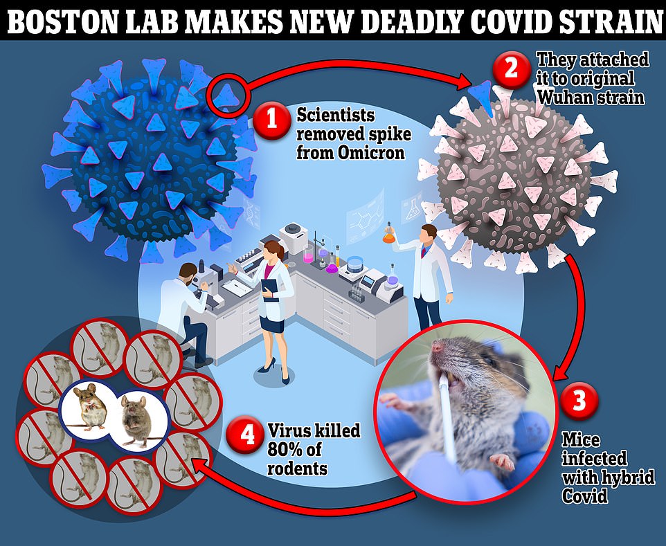 In the new research , which has not been peer-reviewed, a team of researchers from Boston and Florida extracted Omicron's spike protein ¿ the unique structure that binds to and invades human cells. It has always been present but it has become more evolved over time. Omicron has dozens of mutations in its spike protein that made it so infectious. Researchers attached Omicron's spike protein to the original wildtype strain that first emerged in Wuhan at the start of the pandemic. The researchers looked at how mice fared under the new hybrid strain compared to the original Omicron variant