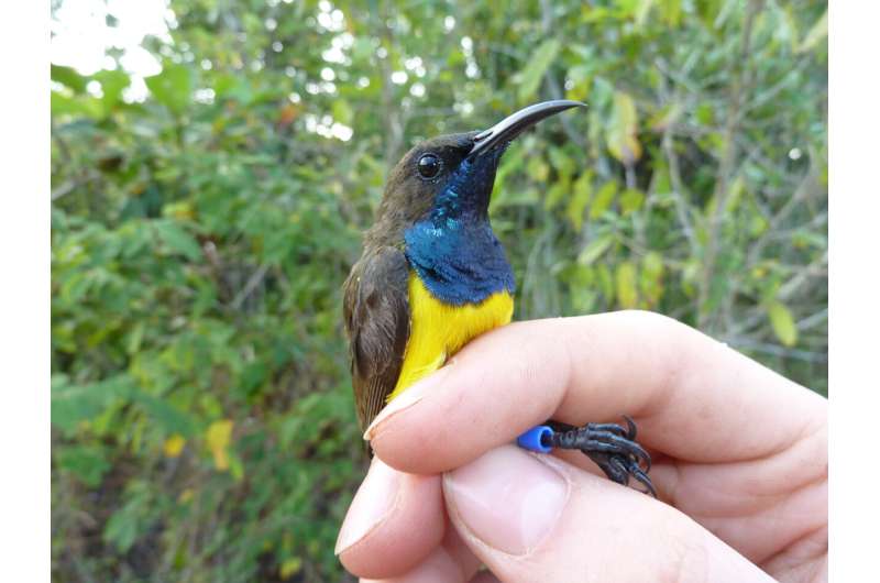 Several beautiful new bird species found on remote Indonesian islands