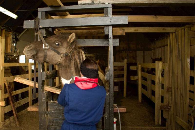 A veterinarian gives a local anesthetic to a mare before inserting the cannula for bleeding