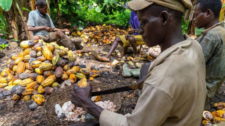 Cadbury maker Mondelez to invest $600mn on sustainable cocoa sourcing