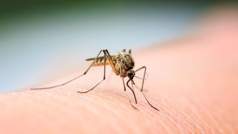 Are you a mosquito magnet? This could be why