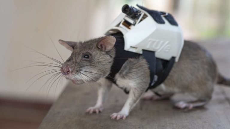 Rats with backpacks could help rescue earthquake survivors