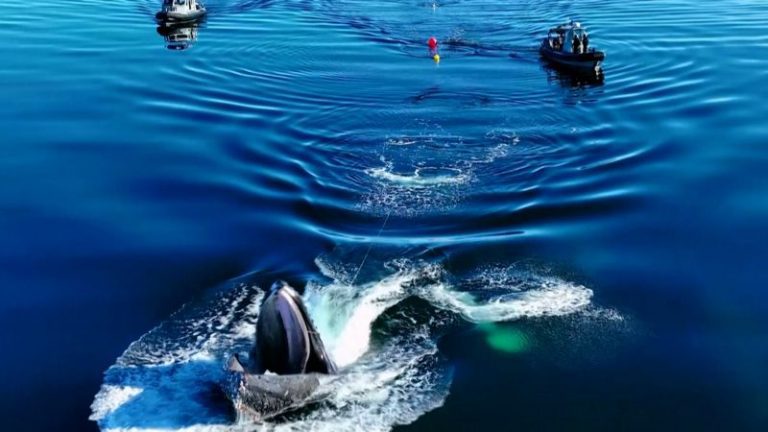 A humpback whale got entangled in fishing gear. Watch what happened next