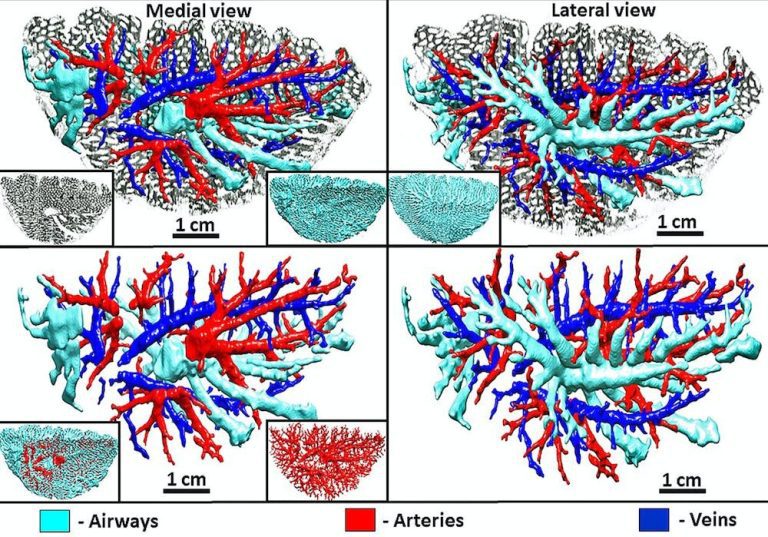 3D techniques shed light on what makes a bird’s lungs so efficient