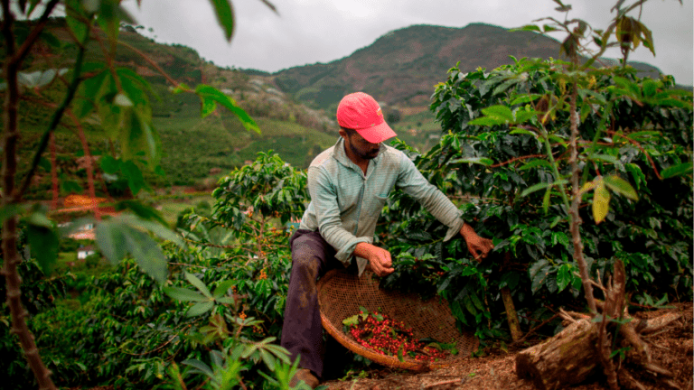 Coffee: lower bean prices no relief for caffeine addicts