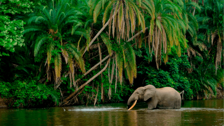 Why Africa is central to the climate change conundrum