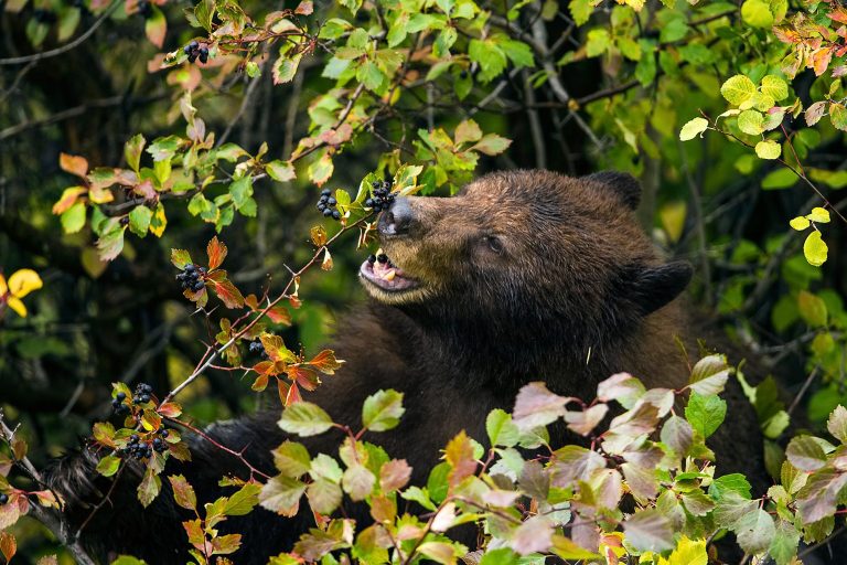 New Evidence Indicates That Bears Are Not Carnivores