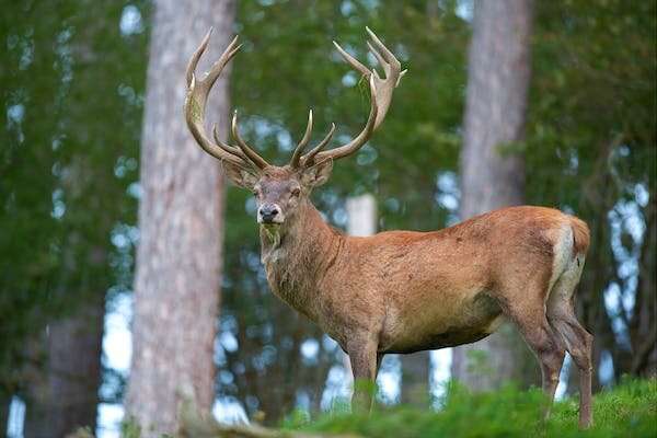 Despite the myth, deer are not an ecological substitute for moa and should be part of NZ’s predator-free plan