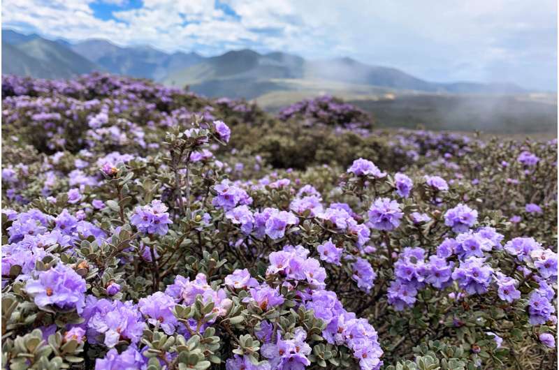 Different blossoming schedules have kept these flowers from driving each other extinct