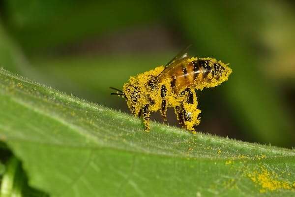 What a buzzkill: Early-ending winters disrupt bumblebee slumber