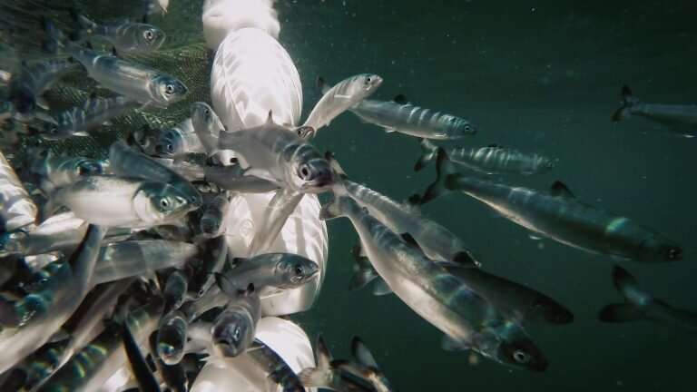 Food quality might be key for juvenile sockeye salmon growth and survival