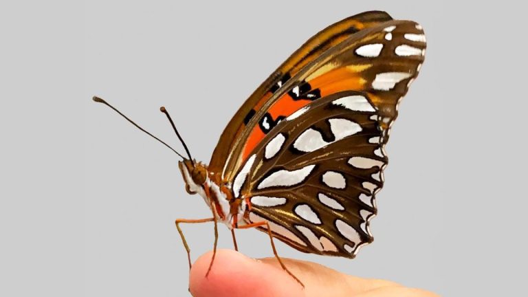 Gene-Edited Butterfly Mutants Reveal Secrets of Ancient “Junk” DNA