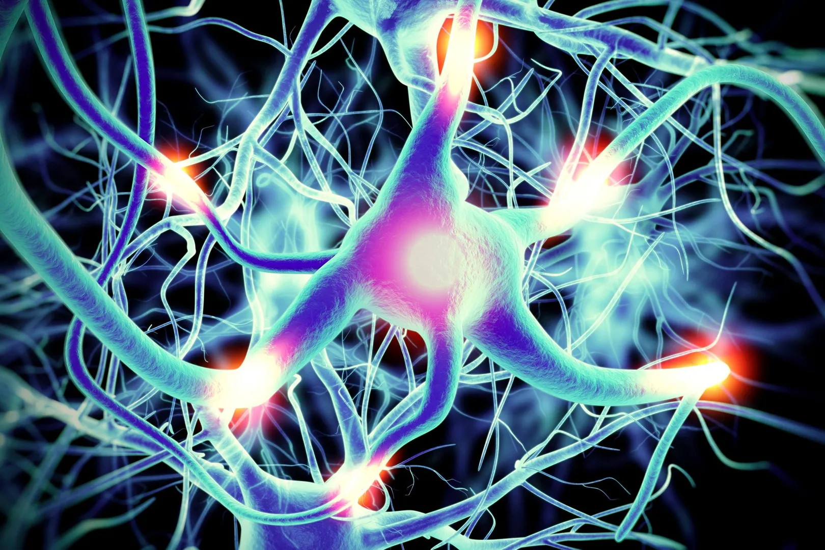 Neurons Active Nerve Cells