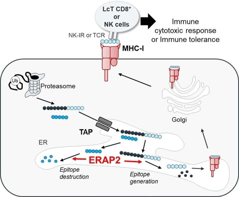 New Enzyme Inhibitor Shows Promise for Treating Cancers, Autoimmune Diseases