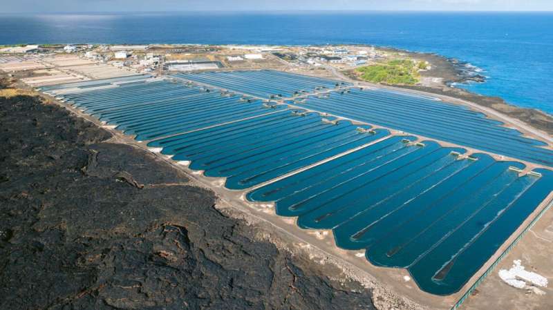 Onshore algae farms could be 'breadbasket for Global South'