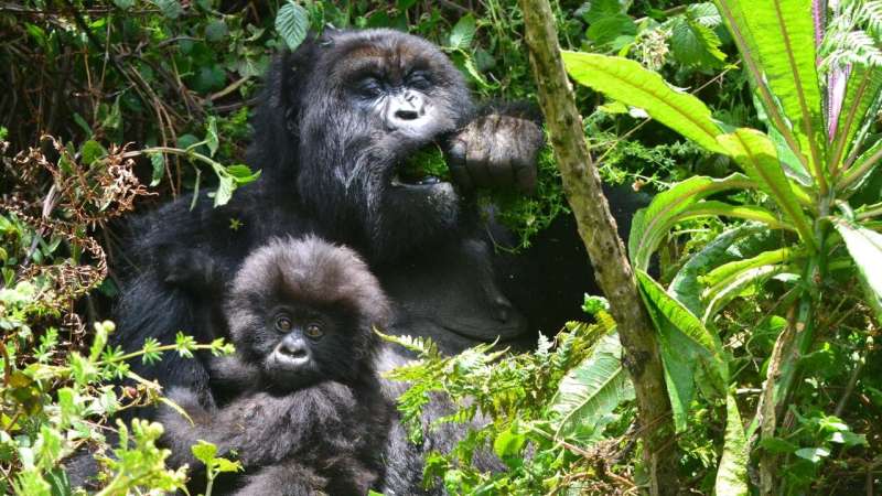 Chew on this: Personalized health care for mountain gorillas