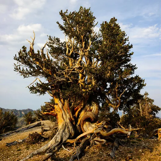 Bristlecone Pine in White Mountains