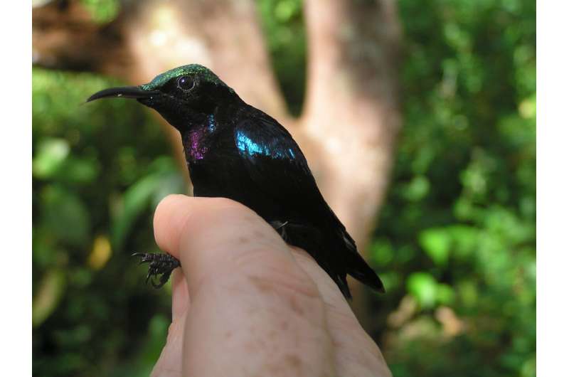 Several beautiful new bird species found on remote Indonesian islands