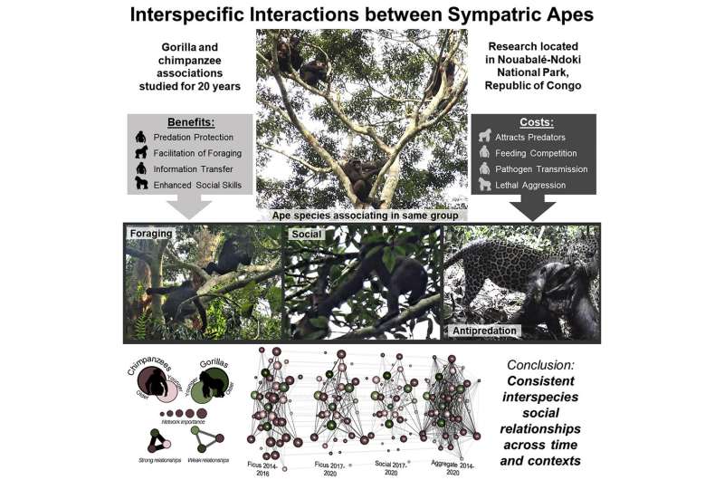 Study reports first evidence of social relationships between chimpanzees, gorillas