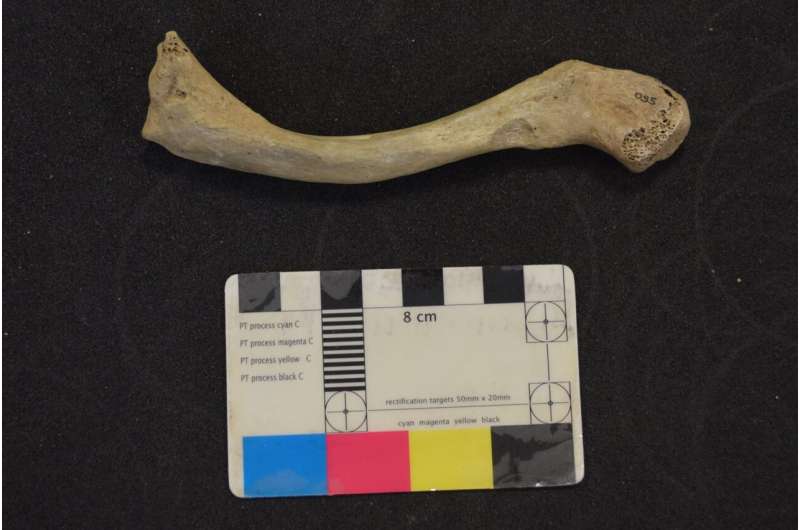 UK's oldest human DNA obtained, revealing two distinct Palaeolithic populations