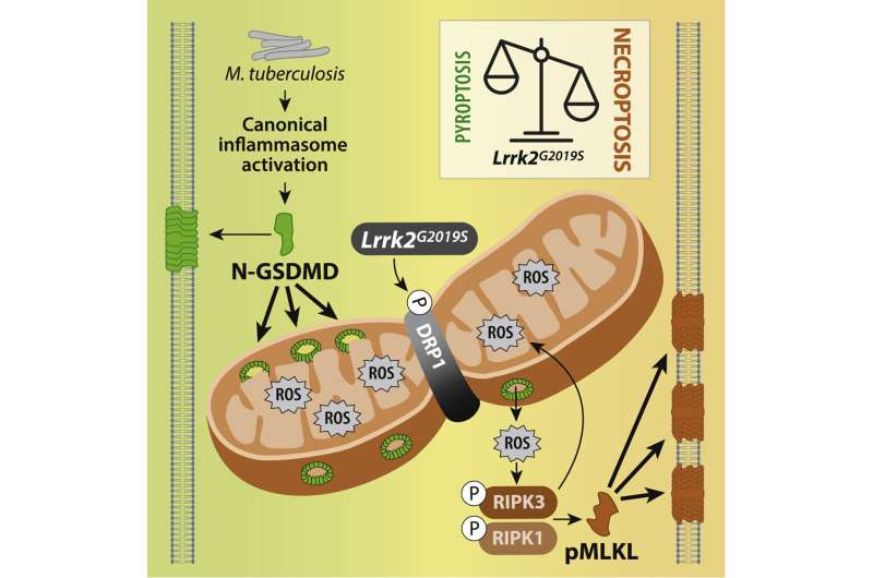 Unlocking hidden connections between cell death and inflammation