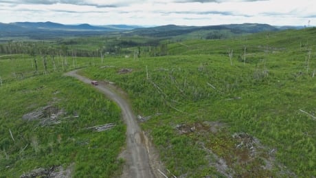 Visit a clearcut the size of a city in B.C.'s Interior