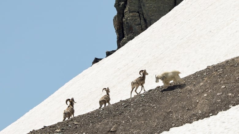 A fluffy white goat with small, straight horns faces down three brown sheep with big, curved horns on a large mound of dirt on a snow covered mountain. 