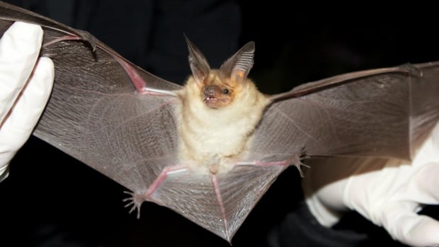 Forget Halloween — here’s the scary story of a fungus coming for B.C.’s bats