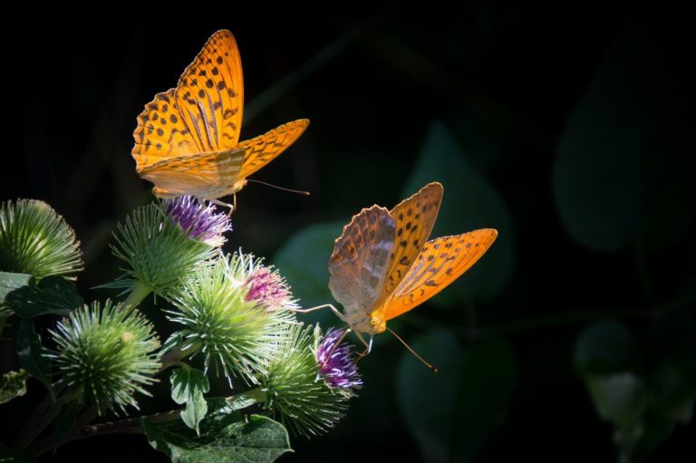 Butterfly wing patterns emerge from ancient “junk” DNA