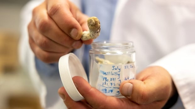 N.S. company launching clinical trial to examine magic mushrooms as treatment for PTSD