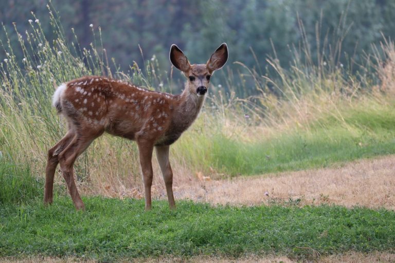 Wildfires reshape forests and change the behavior of animals that live there