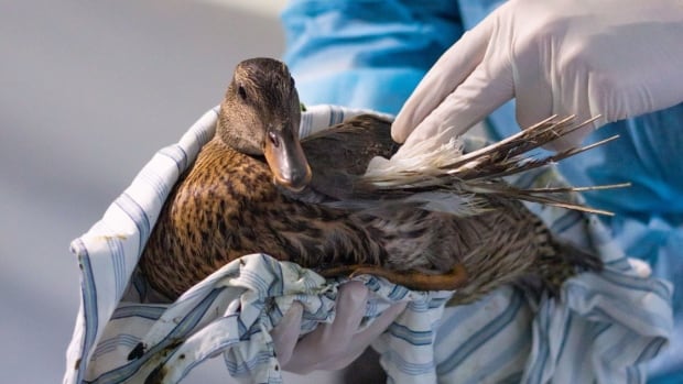 Bird experts caution against feeding bread to waterfowl after 2 Winnipeg mallards found with ‘angel wing’