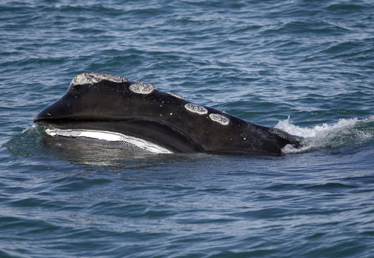 Endangered whale’s decline slows, but population falls again