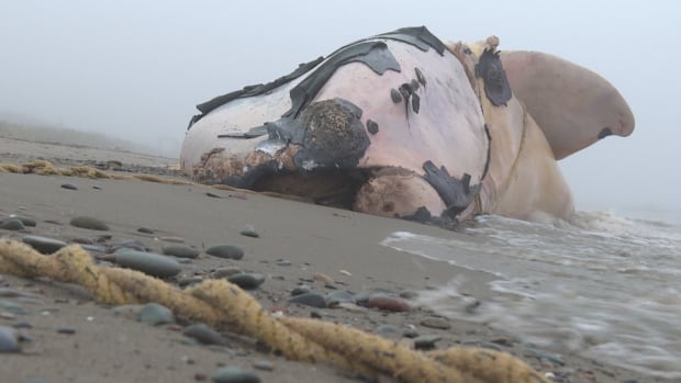 Right whale population continued to decline in 2021. Pressure continues to maintain strict fishery closures