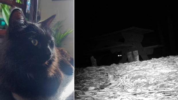 They lost their cat in K-Country this summer. But last week, a remote camera gave them hope