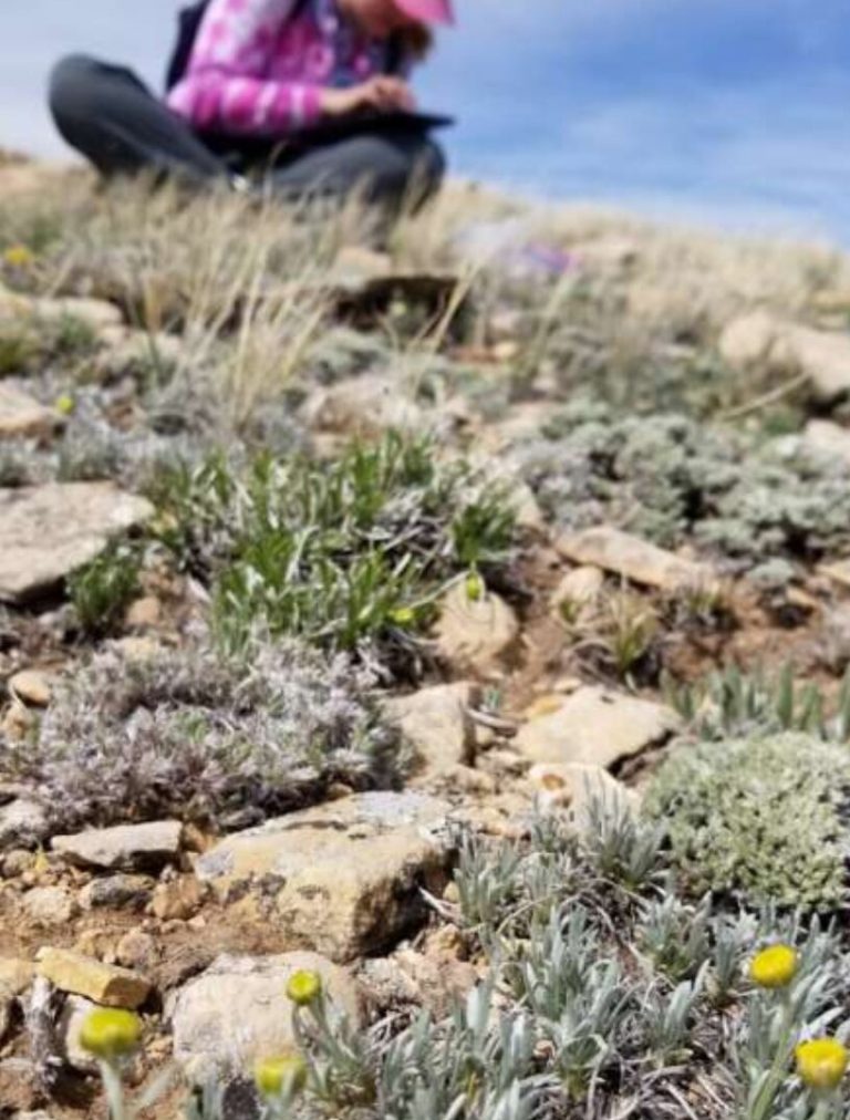 Insect pollination key for rare Wyoming sagebrush species