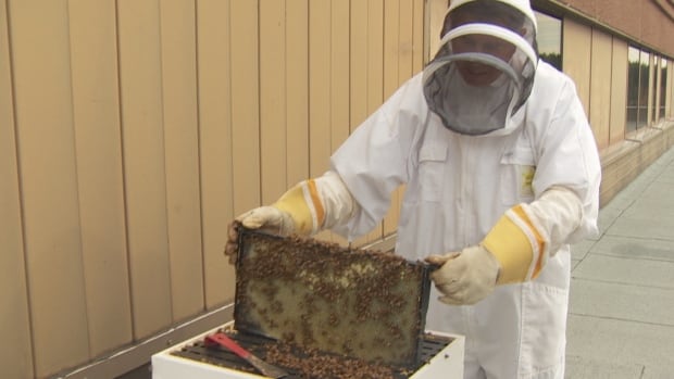 Inside the secret lives of bees — with doctor and apiarist John Dornan