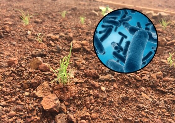 Local bacteria help native seeds take root in arid landscapes